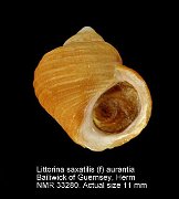 Littorina saxatilis (f) aurantia